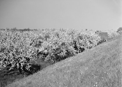 Woeste gronden, natuurschoon, bomen, bloei, dijken, waalbandijk, Bestanddeelnr 162-1232