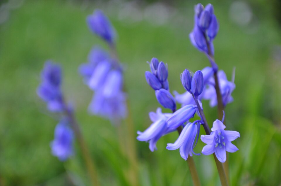 Purple flower plant nature