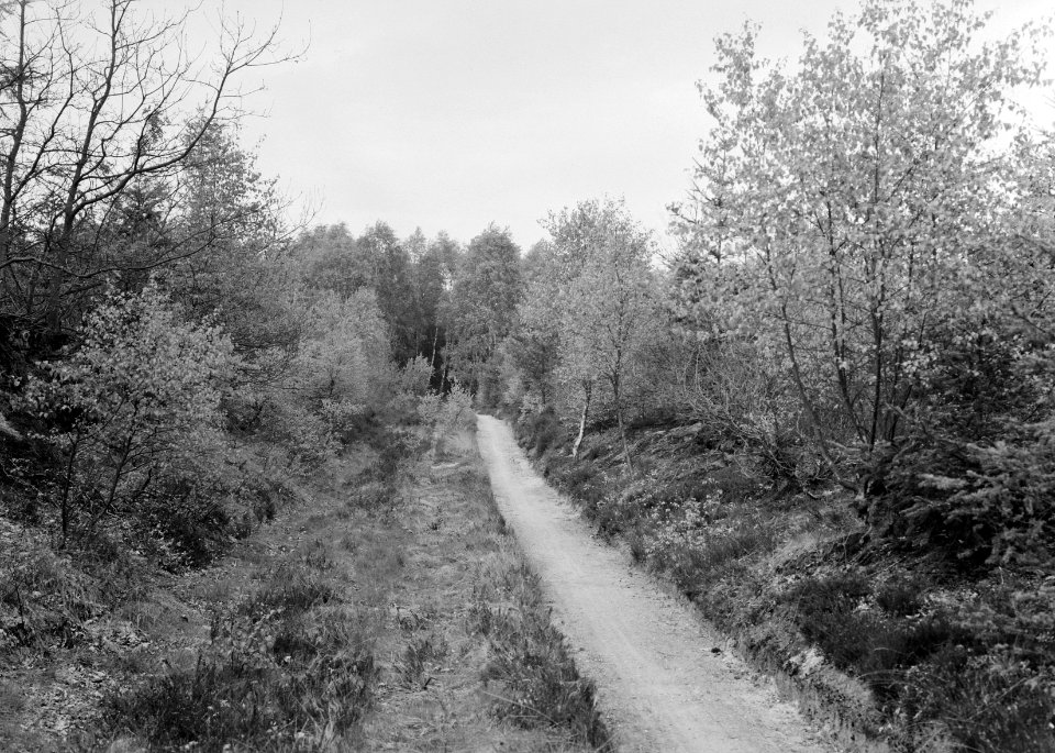 Woeste gronden, natuurschoon, bosgezichten, wegen, plankenwambuis, Bestanddeelnr 162-1270