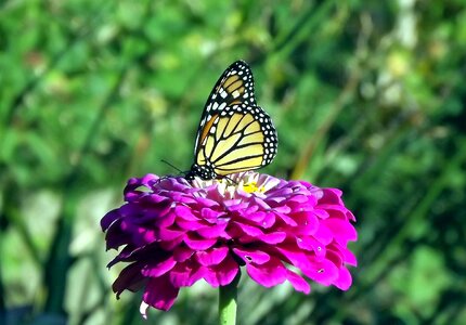 Flower zinnia summer photo