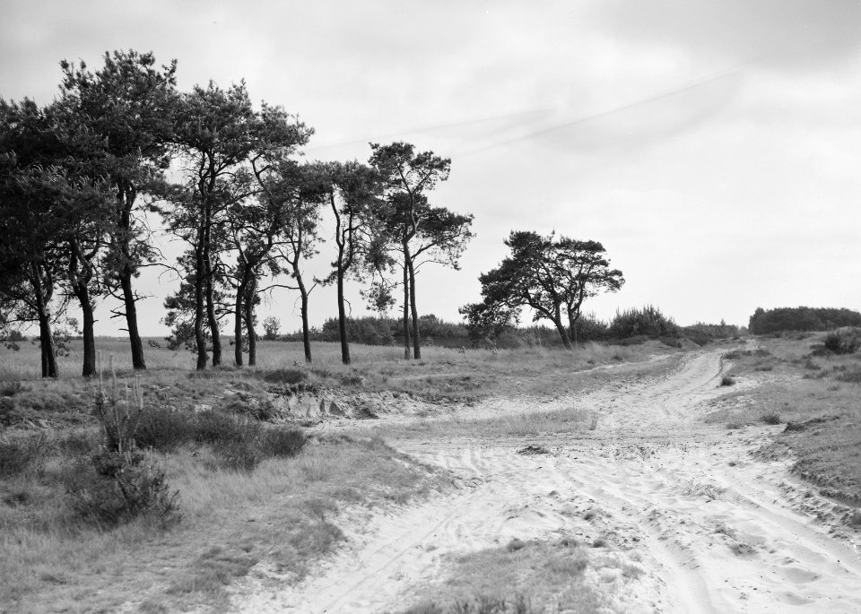 Woeste gronden, natuurschoon, Bakelse Peel, Bestanddeelnr 162-1184