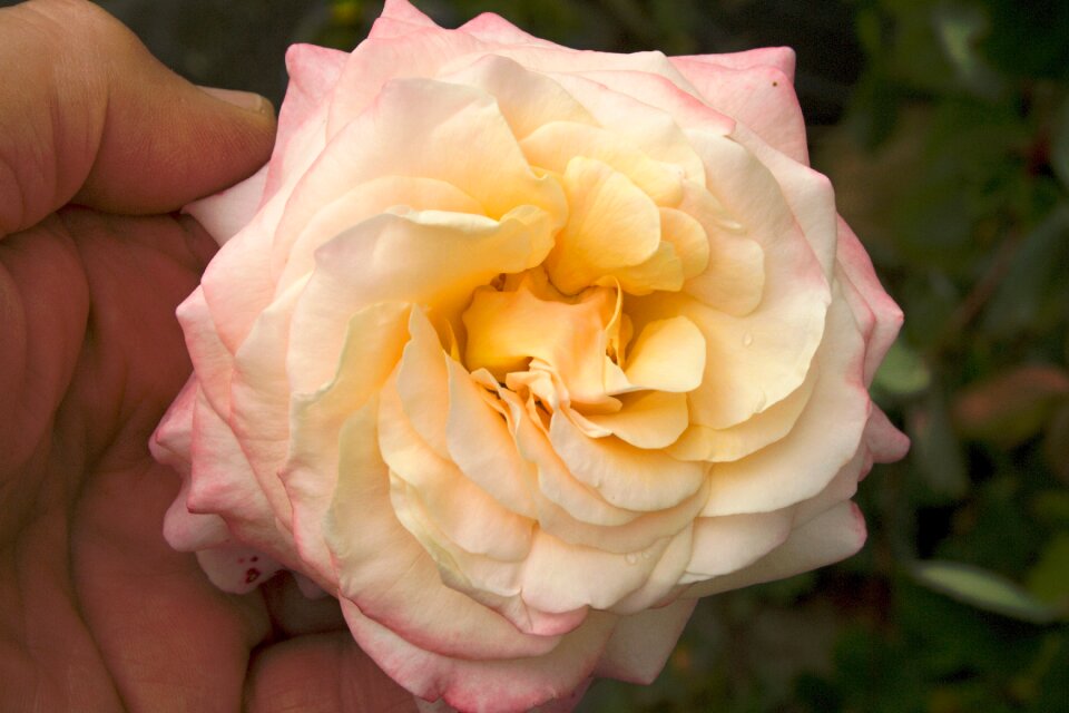 Nature floral love