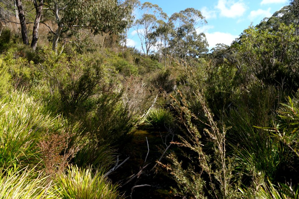 Wog Wog to Corang Peak, Corang Arch and Canowrie Brook, Morton National Park 06