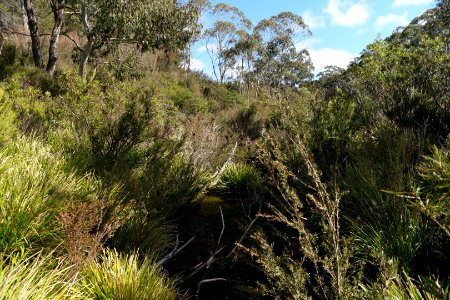 Wog Wog to Corang Peak, Corang Arch and Canowrie Brook, Morton National Park 06