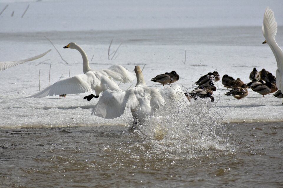 Bird wild birds waterfowl