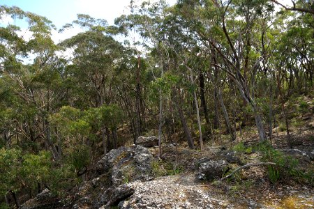 Wog Wog to Corang Peak, Corang Arch and Canowrie Brook, Morton National Park 36