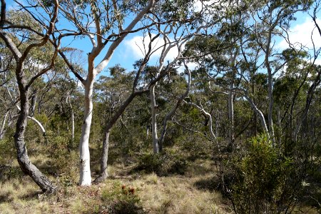 Wog Wog to Corang Peak, Corang Arch and Canowrie Brook, Morton National Park 13