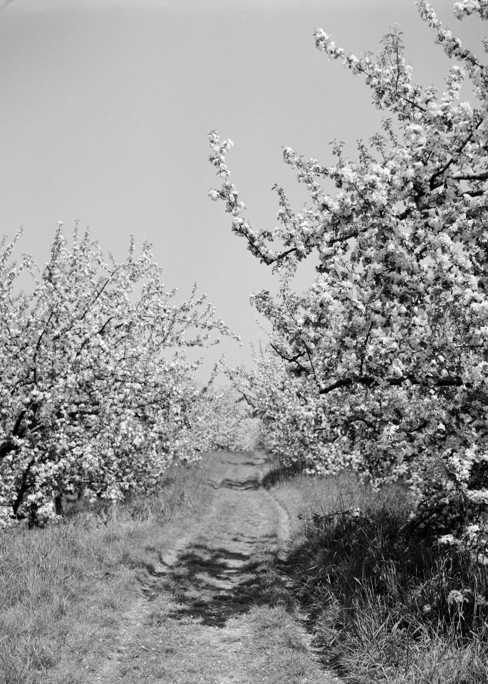 Woeste gronden, natuurschoon, bomen, bloei, Appeldijk, Landgoed Marienwaard, Zui, Bestanddeelnr 162-1229