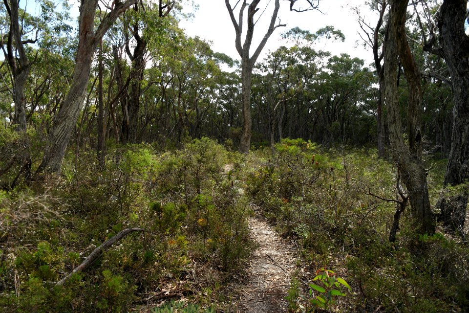 Wog Wog to Corang Peak, Corang Arch and Canowrie Brook, Morton National Park 48