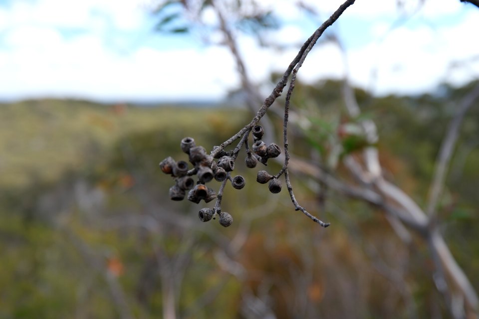 Wog Wog to Corang Peak, Corang Arch and Canowrie Brook, Morton National Park 52