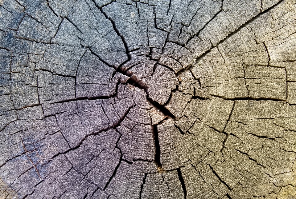 Dry wood wooden disc
