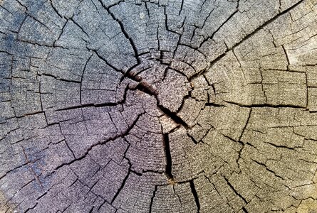 Dry wood wooden disc