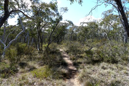 Wog Wog to Corang Peak, Corang Arch and Canowrie Brook, Morton National Park 12