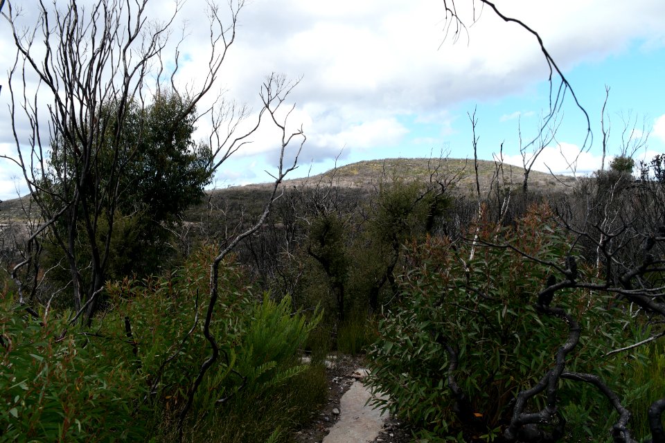 Wog Wog to Corang Peak, Corang Arch and Canowrie Brook, Morton National Park 88