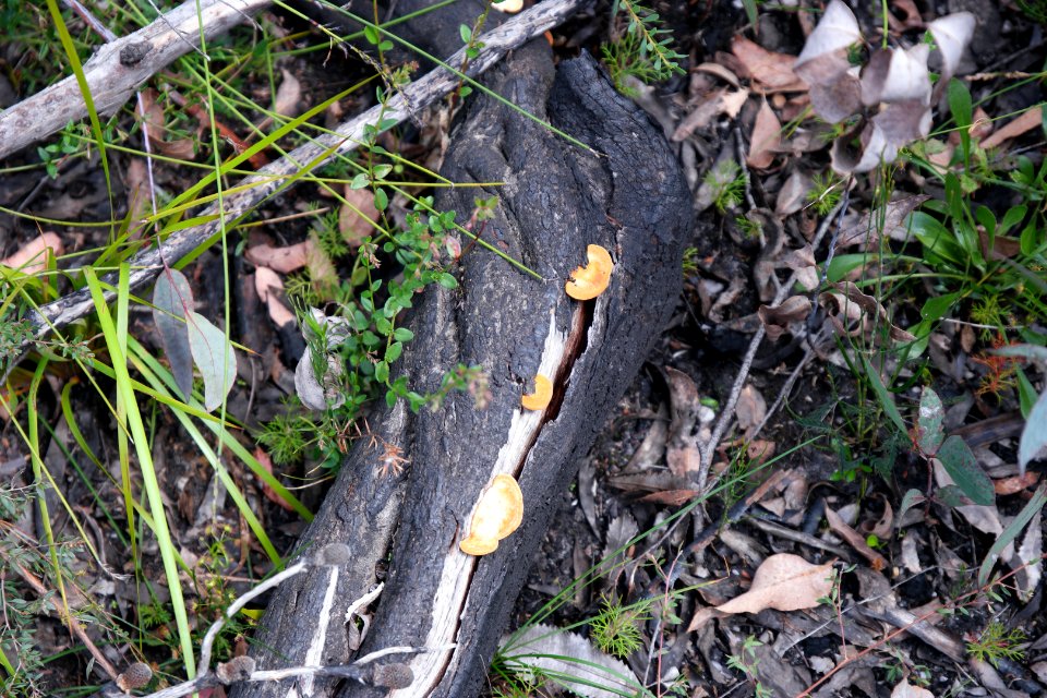 Wog Wog to Corang Peak, Corang Arch and Canowrie Brook, Morton National Park 81