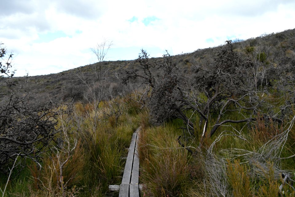 Wog Wog to Corang Peak, Corang Arch and Canowrie Brook, Morton National Park 96