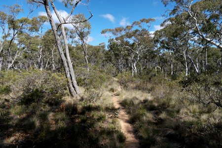 Wog Wog to Corang Peak, Corang Arch and Canowrie Brook, Morton National Park 14