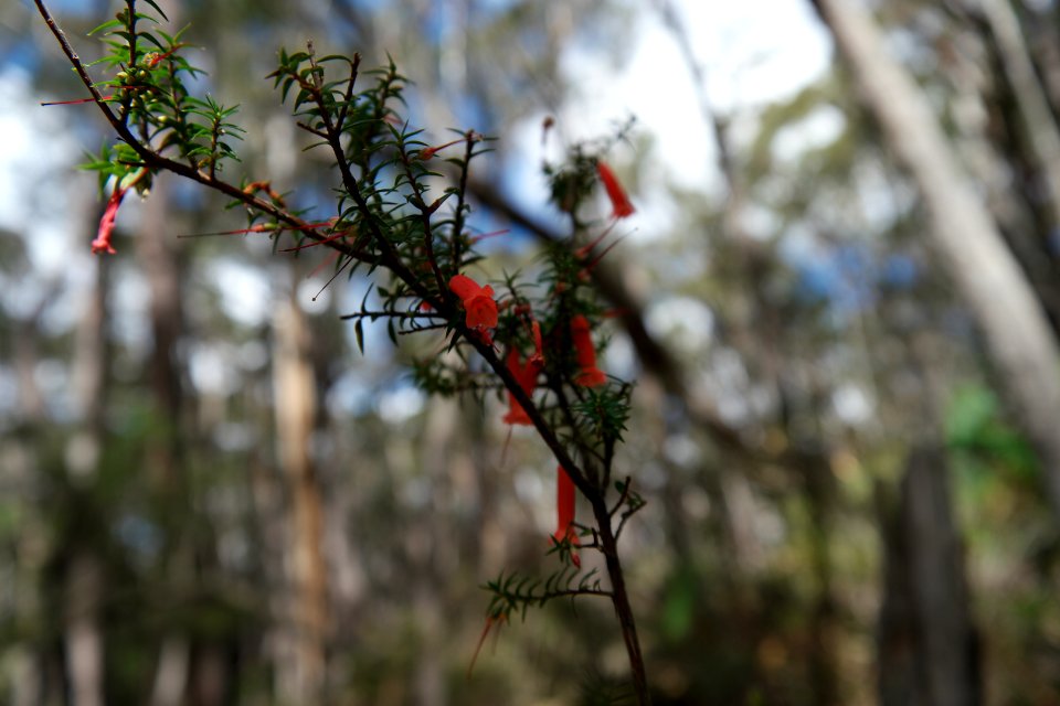 Wog Wog to Corang Peak, Corang Arch and Canowrie Brook, Morton National Park 47