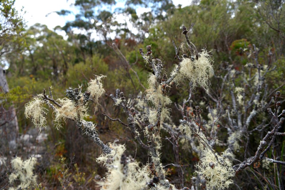 Wog Wog to Corang Peak, Corang Arch and Canowrie Brook, Morton National Park 53