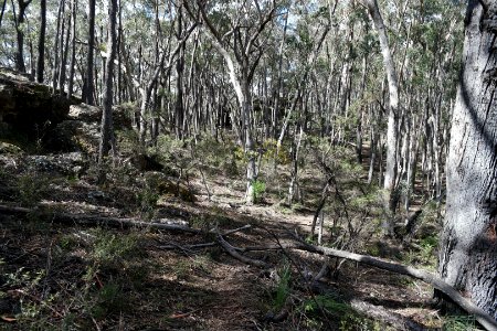 Wog Wog to Corang Peak, Corang Arch and Canowrie Brook, Morton National Park 38