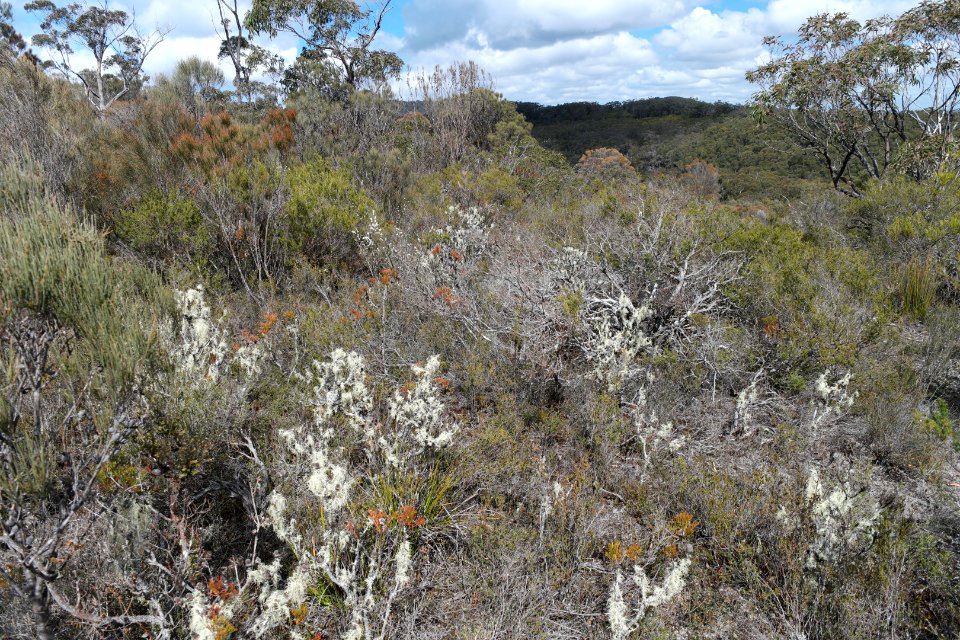 Wog Wog to Corang Peak, Corang Arch and Canowrie Brook, Morton National Park 55