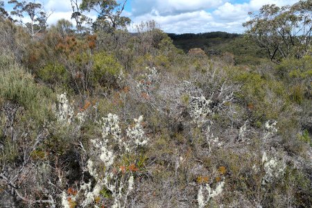 Wog Wog to Corang Peak, Corang Arch and Canowrie Brook, Morton National Park 55