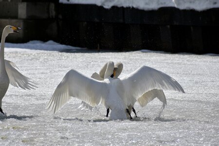 Bird wild birds waterfowl