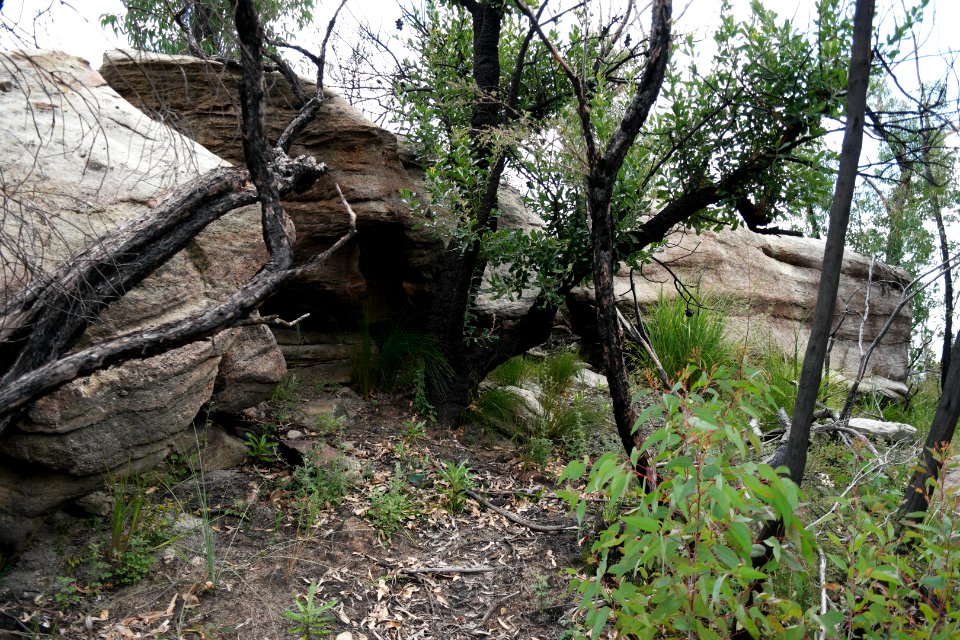 Wog Wog to Corang Peak, Corang Arch and Canowrie Brook, Morton National Park 73