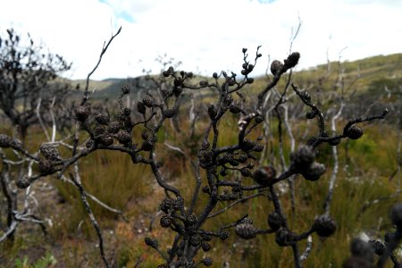 Wog Wog to Corang Peak, Corang Arch and Canowrie Brook, Morton National Park 68