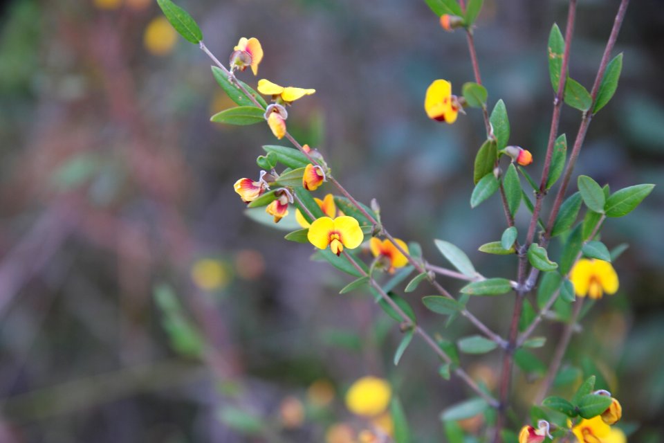 Wog Wog to Corang Peak, Corang Arch and Canowrie Brook, Morton National Park 64