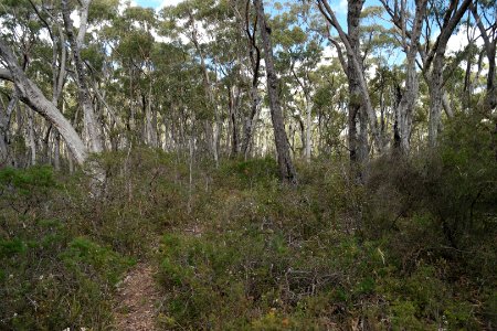 Wog Wog to Corang Peak, Corang Arch and Canowrie Brook, Morton National Park 49