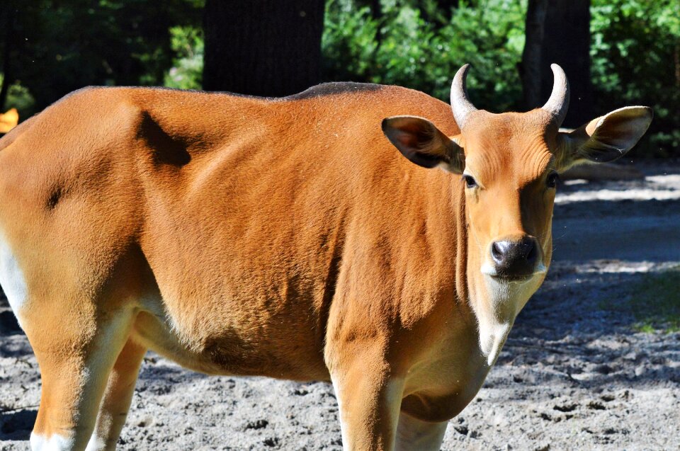 Cattle horns agriculture photo