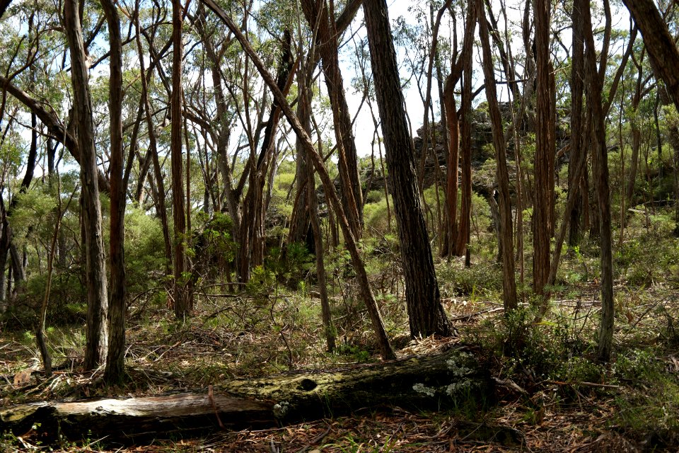 Wog Wog to Corang Peak, Corang Arch and Canowrie Brook, Morton National Park 43
