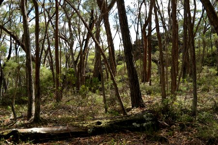 Wog Wog to Corang Peak, Corang Arch and Canowrie Brook, Morton National Park 43