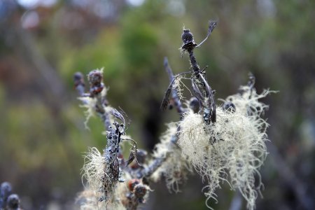 Wog Wog to Corang Peak, Corang Arch and Canowrie Brook, Morton National Park 54
