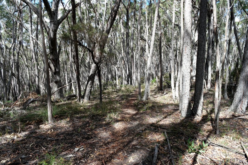 Wog Wog to Corang Peak, Corang Arch and Canowrie Brook, Morton National Park 42