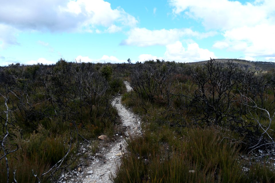 Wog Wog to Corang Peak, Corang Arch and Canowrie Brook, Morton National Park 69