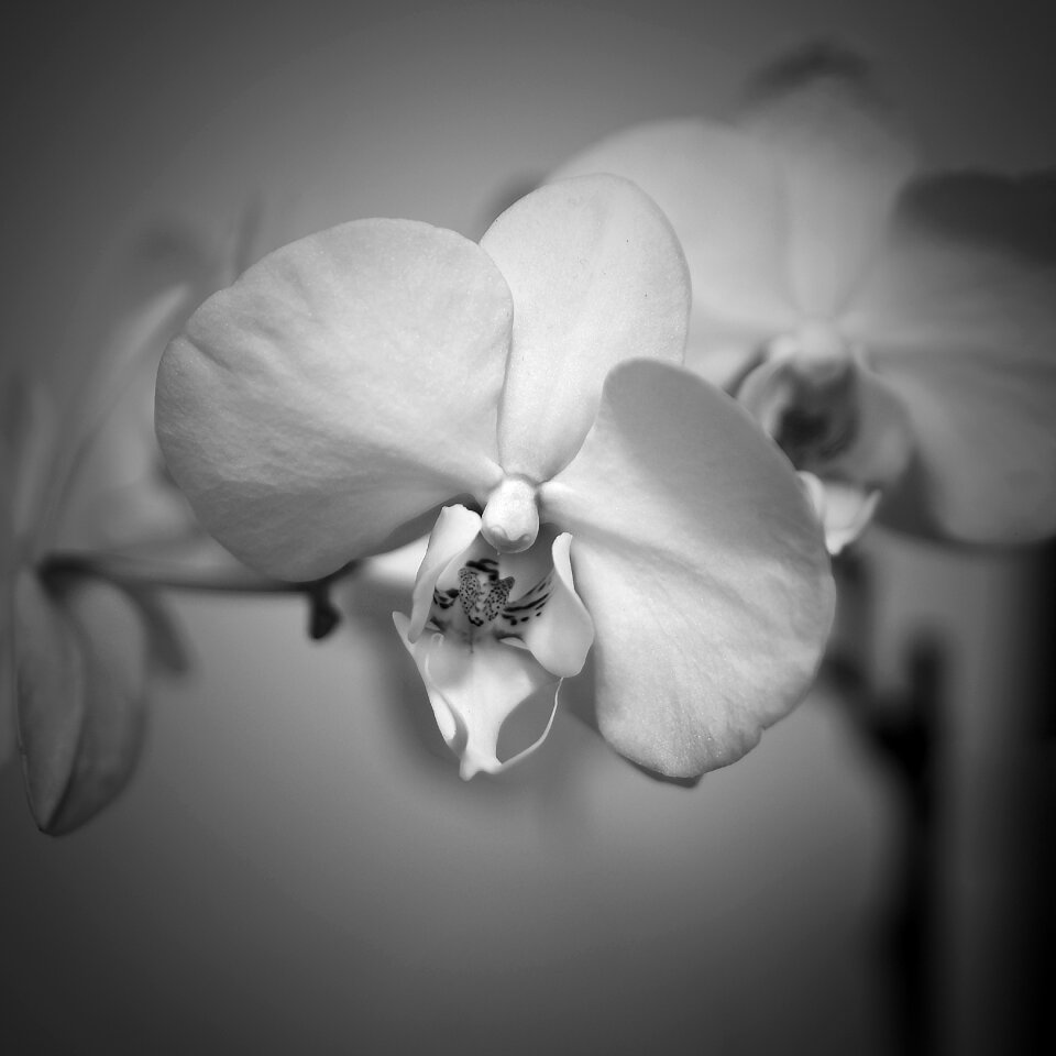 Petal wedding black and white