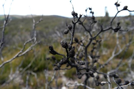 Wog Wog to Corang Peak, Corang Arch and Canowrie Brook, Morton National Park 67