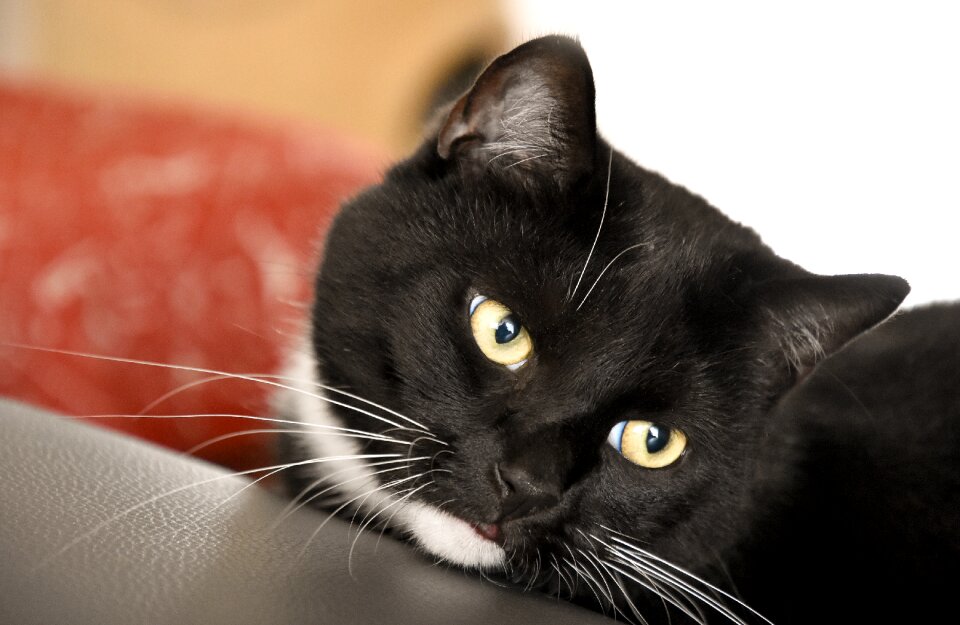 Cat pet animal welfare