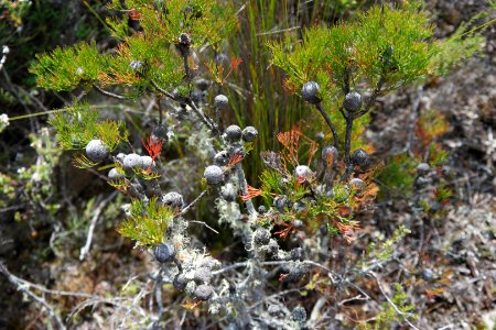 Wog Wog to Corang Peak, Corang Arch and Canowrie Brook, Morton National Park 57