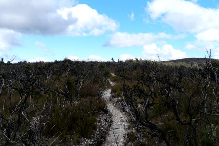 Wog Wog to Corang Peak, Corang Arch and Canowrie Brook, Morton National Park 65