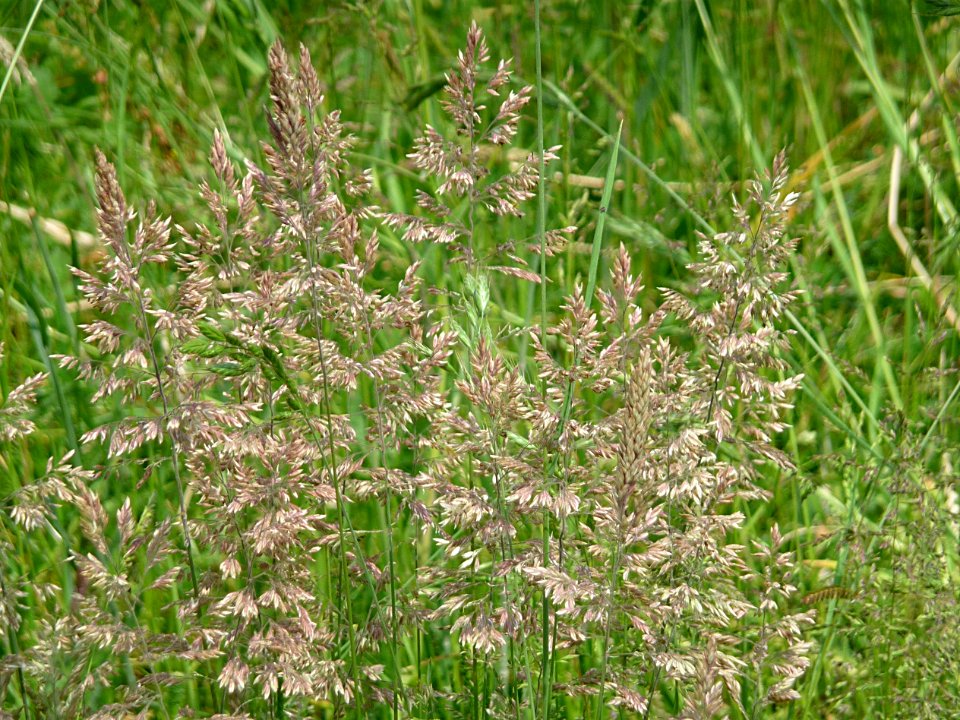 Wolliges Honiggras Kohlbruck