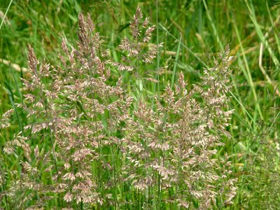 Wolliges Honiggras Kohlbruck