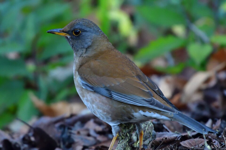 Outdoors animal system high