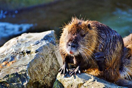 Species of rodent waters animal