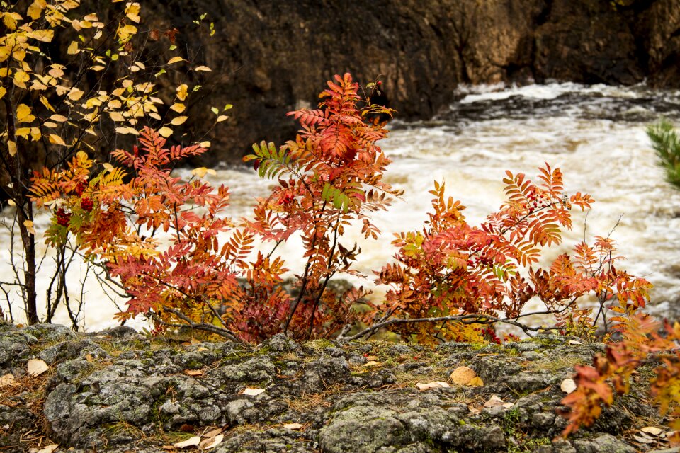 Golden autumn leaves mountain ash trees