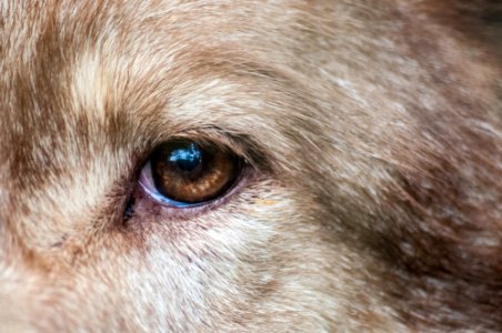 Wolf eye in São Paulo Zoo