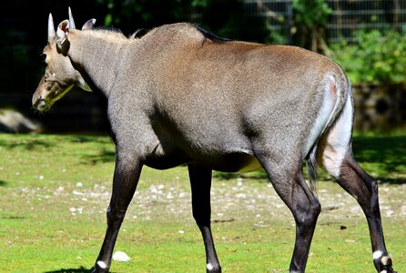 Ruminant zoo animal