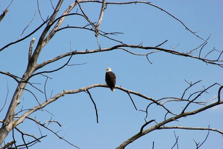 Pride national nature photo